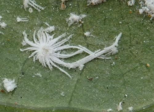 Rastrococcus invadens